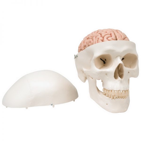 Model lubanje i mozga iz dva dijela