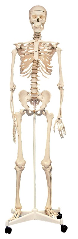 Model ljudskog kostura na mobilnom postolju s četiri kotačića