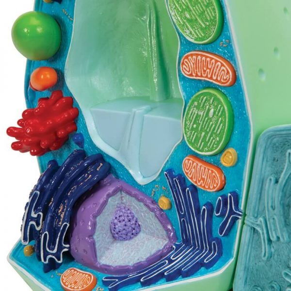 Model biljne stanice