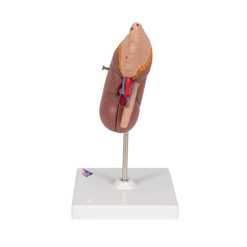 Anatomski model bubrega s nadbubrežnom žlijezdom u boji