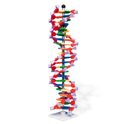 DNA model dvostruke zavojnice s 22 segmenta na postolju u boji