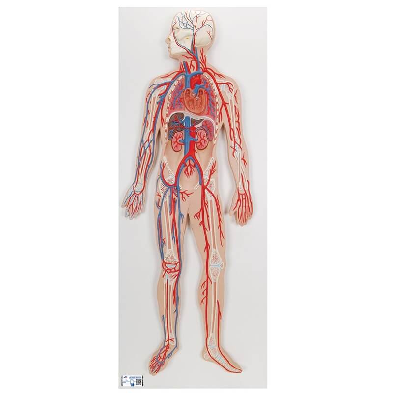 Reljefni model krvožilnog sustava u boji