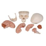 Model lubanje i mozga, prikaz osam dijelova