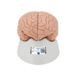 Model mozga od 2 dijela na postolju