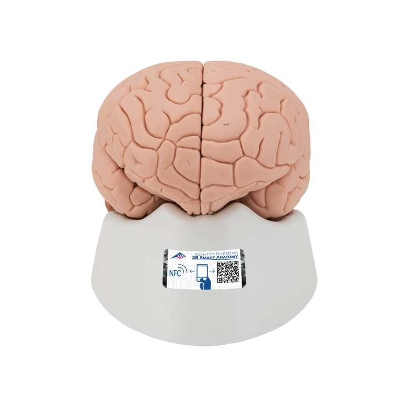 Model mozga, 2 dijela