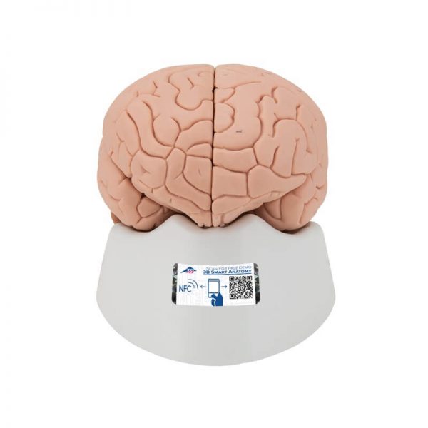 Model mozga od 4 dijela na postolju