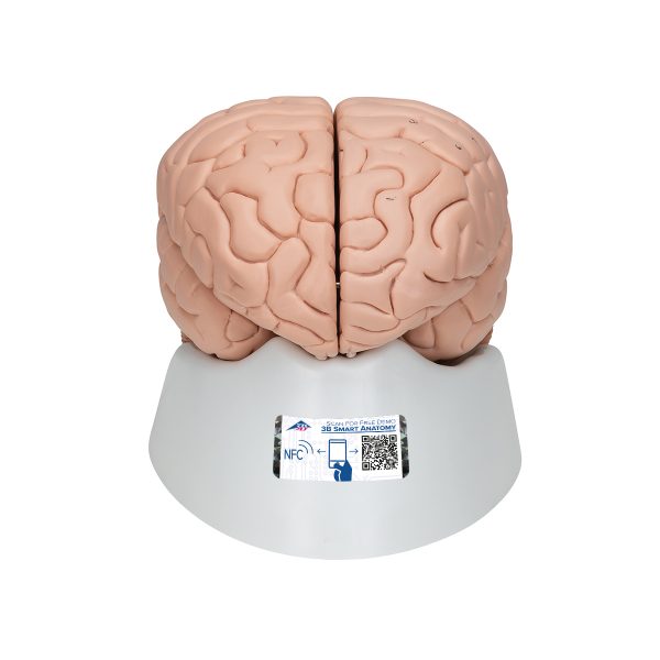 Model mozga od 8 dijelova na postolju