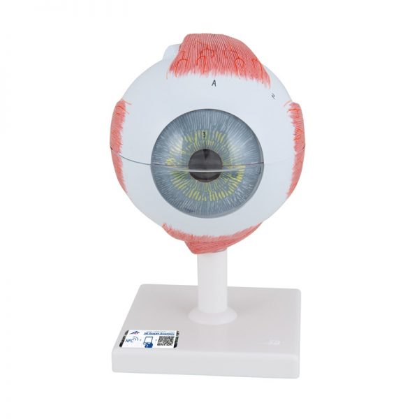 Model oka - prednja strana