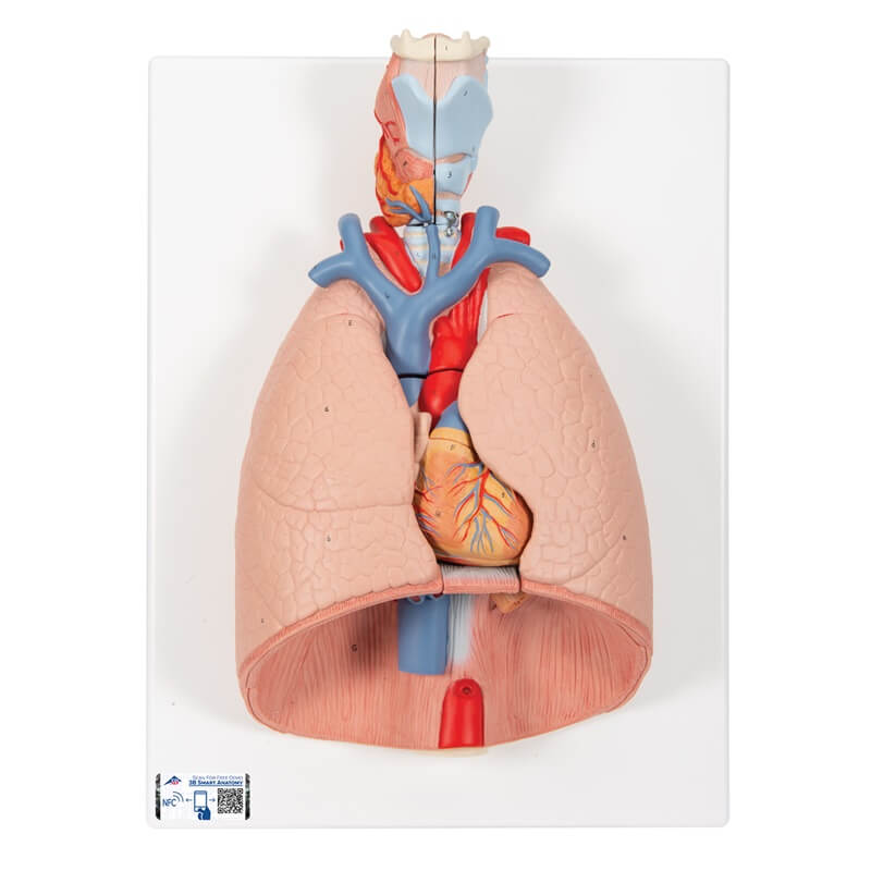 Model pluća s grkljanom u boji