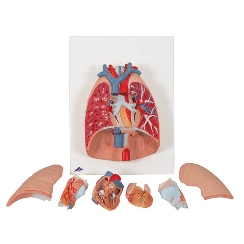 Model pluća s grkljanom - dijelovi