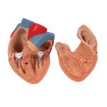 Model pluća s grkljanom - srce u dva dijela