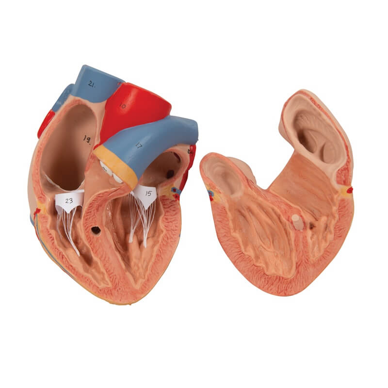 Model pluća s grkljanom - srce u dva dijela