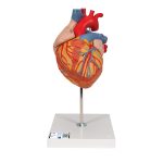 Model srca, četverodijelni, u boji
