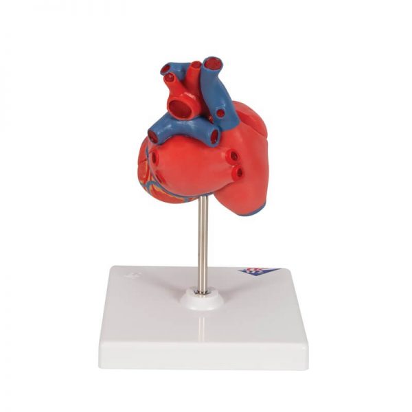 Model srca, dvodijelni