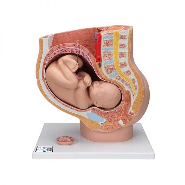 Model zdjelice u trudnoći na postolju