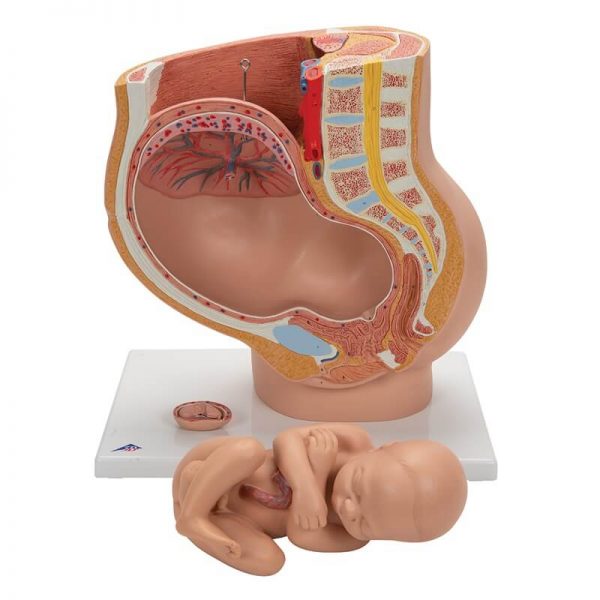 Model zdjelice u trudnoći na postolju s odvojivim fetusom