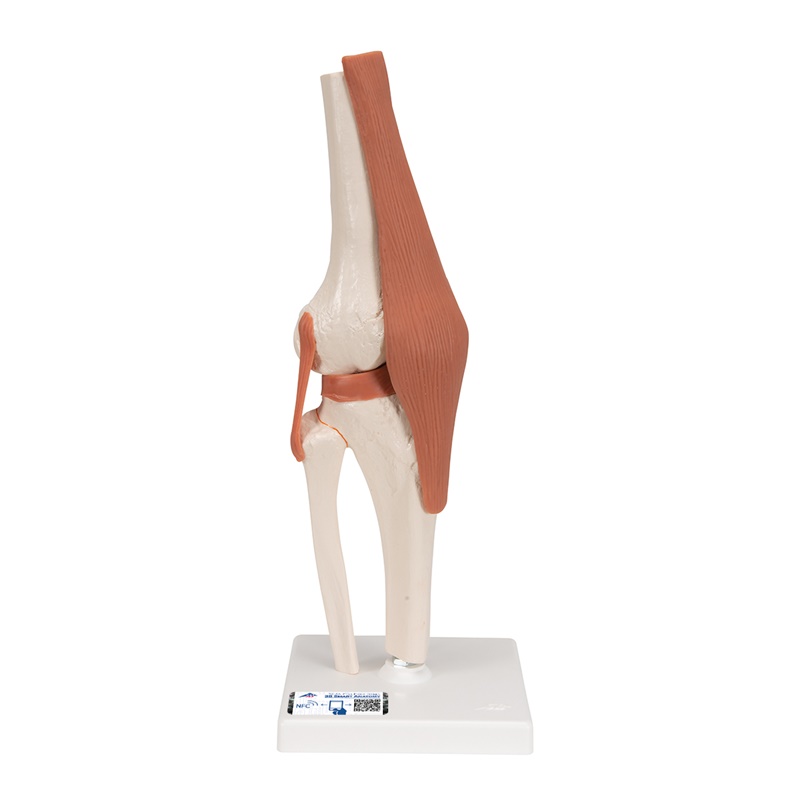 Model zgloba koljena na postolju
