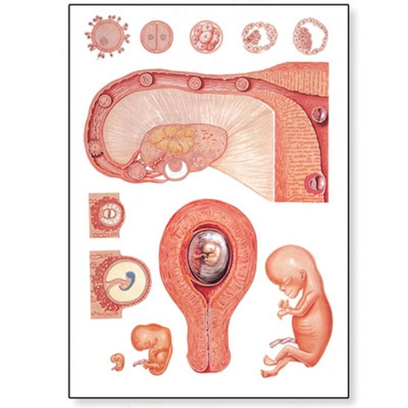 Zidni poster oplodnje i razvoja embrija