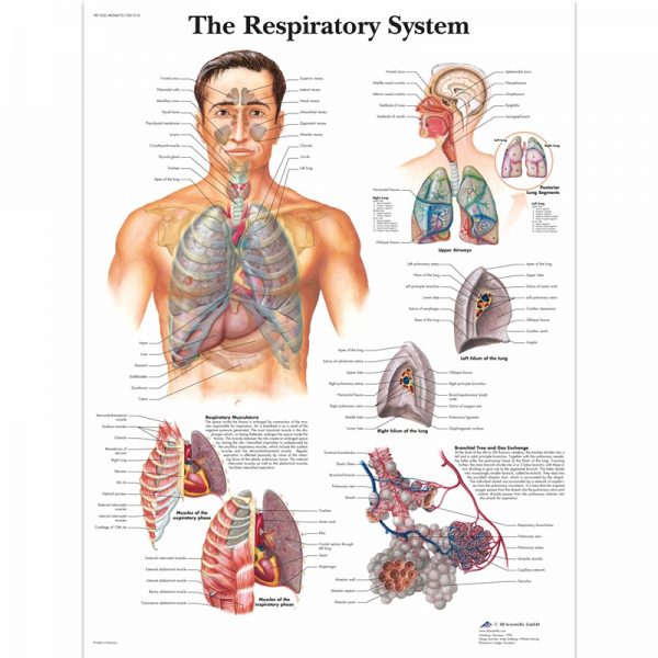 Poster dišnog sustava u boji