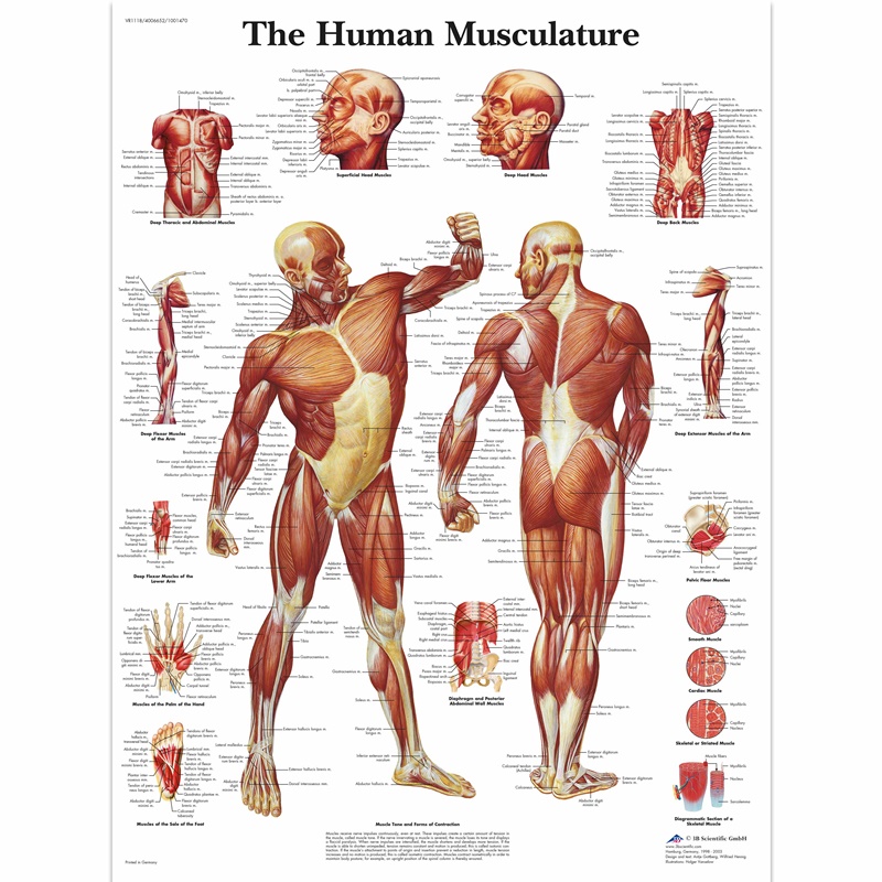 Poster ljudskog mišićnog sustava u boji