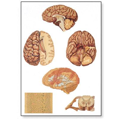 Zidni poster središnjeg živčanog sustava u boji