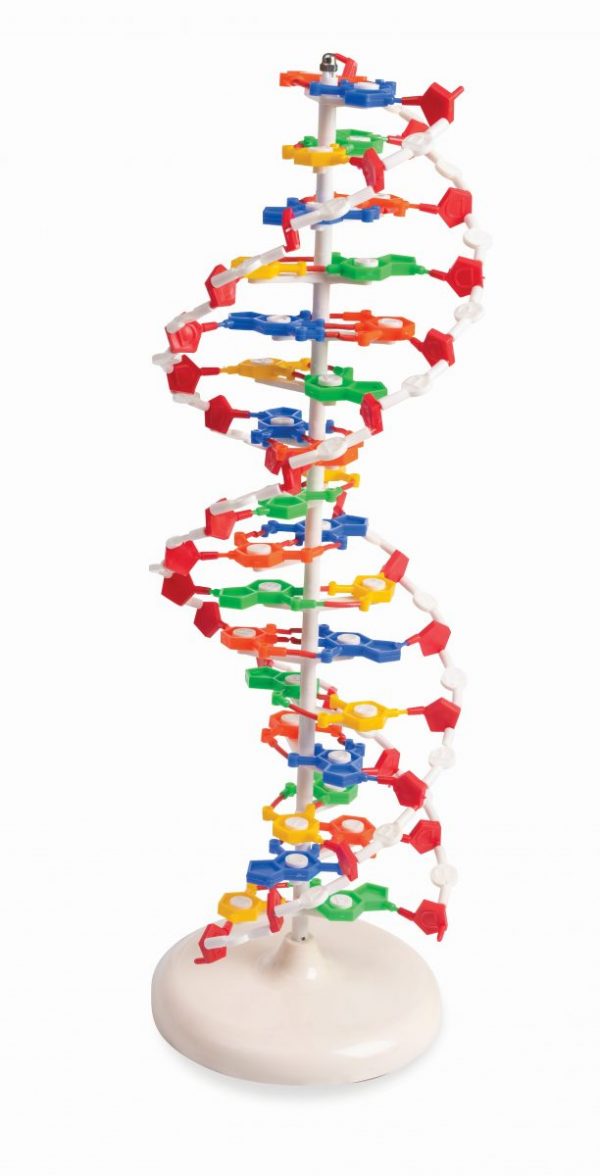 Model DNA na postolju