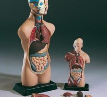 Ljudski torzo, 50 cm