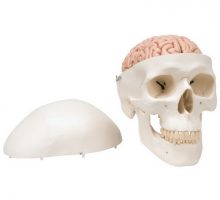 Model lubanje i mozga iz dva dijela