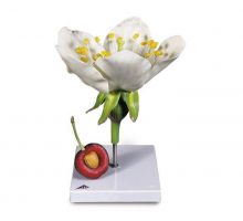 Model cvijeta trešnje i model ploda trešnje