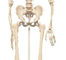 Model ljudskog kostura na mobilnom postolju s četiri kotačića