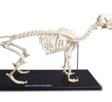 Plastični kostur psa na crnom postolju