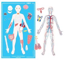 Magnetska ploča ljudskog tijela