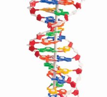 Model DNA na postolju
