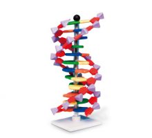 DNA model dvostruke zavojnice od 12 segmenata u boji na postolju