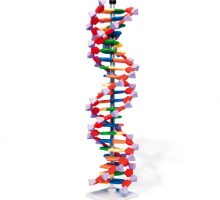 DNA model dvostruke zavojnice s 22 segmenta na postolju u boji