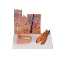 Model kože, kose i nokta na postolju