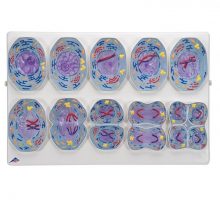 Model mejoze uvećan 10 000 puta