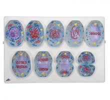 Model mitoze uvećan 10 000 puta