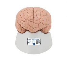 Model mozga od 2 dijela na postolju