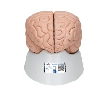 Model mozga od 8 dijelova na postolju