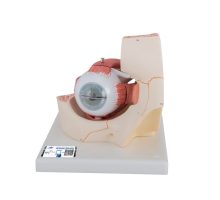 Model oka s očnom šupljinom