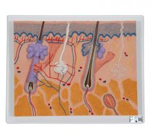 Reljefni model presjeka kože u boji