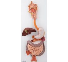 Model probavnog sustava, 3 dijela, u boji