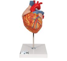 Model srca, četverodijelni, u boji