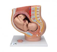 Model zdjelice u trudnoći na postolju