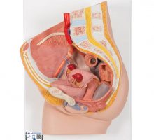 Model ženske zdjelice s presjekom u središnjem dijelu