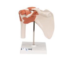 Model zgloba ramena na postolju