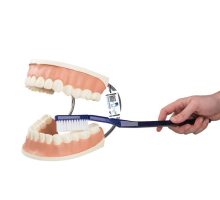 Pomični model zubi i četkica