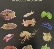 Poster - mekušci Jadrana