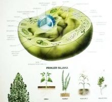 Poster biljne stanice u boji